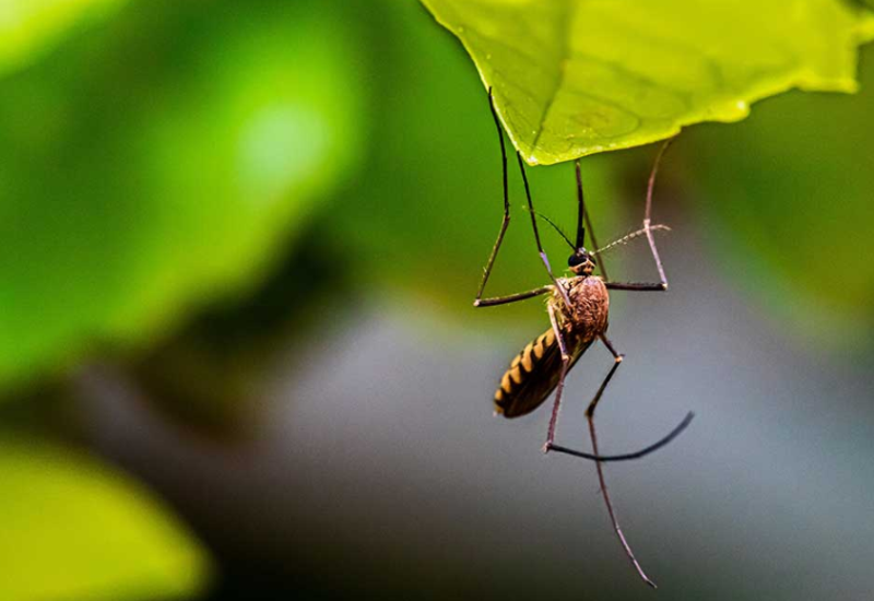 Come Combattere gli Insetti in Campeggio: Guida Completa per un Soggiorno Sereno